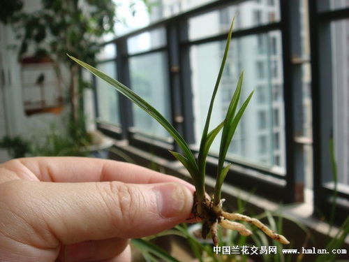 精品矮種鱗生體水晶高賭花藝 下山草景觀工程的設(shè)計(jì)與施工藝術(shù)